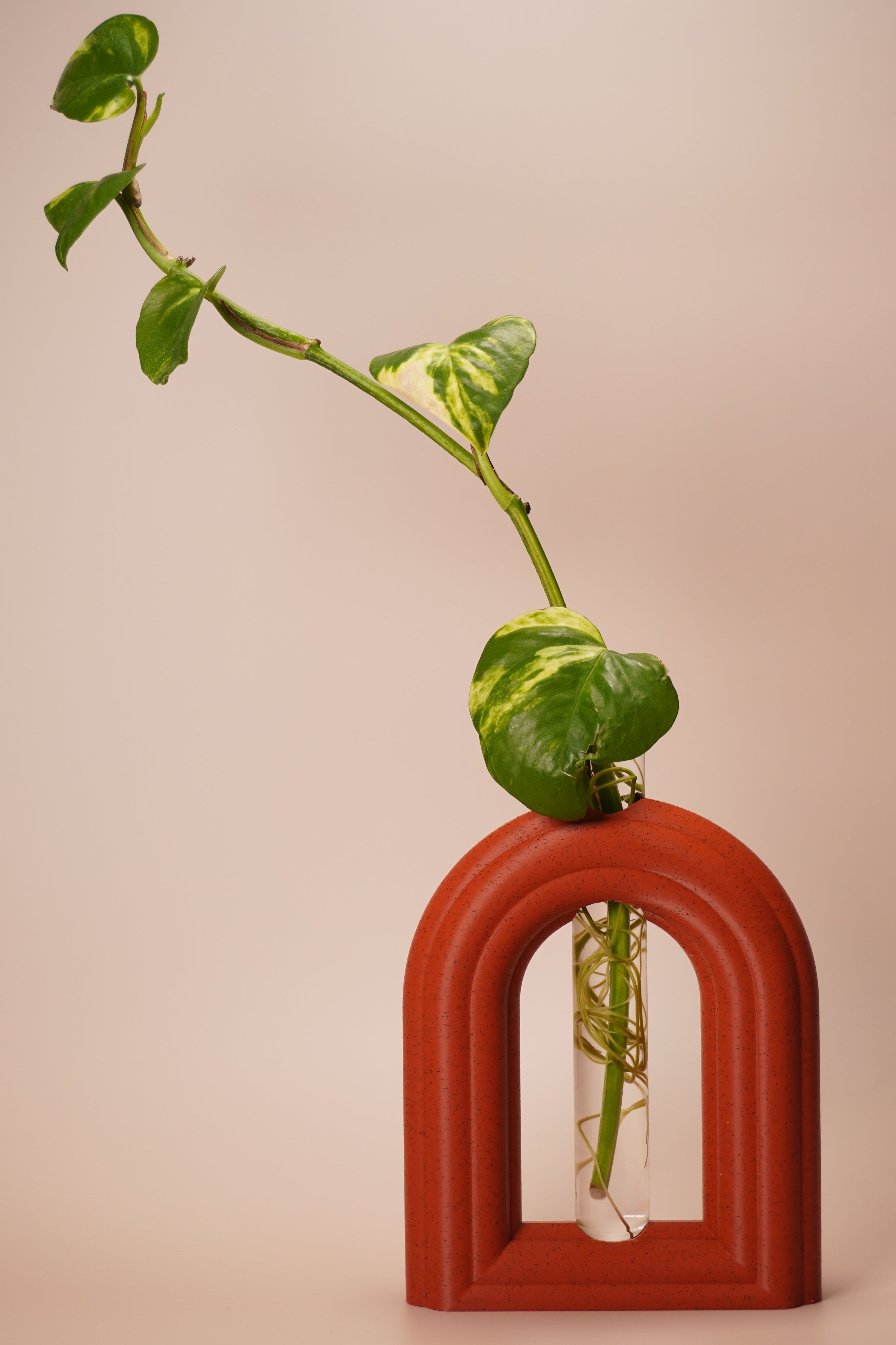 Stem & Bud Propagation Holder