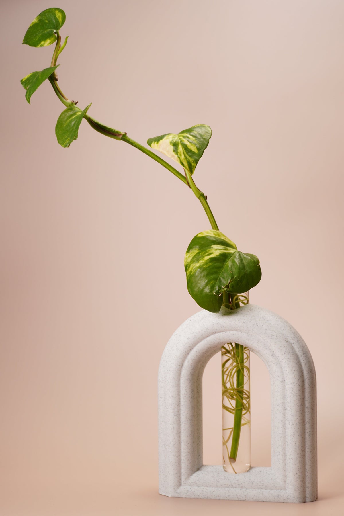 Stem & Bud Propagation Holder