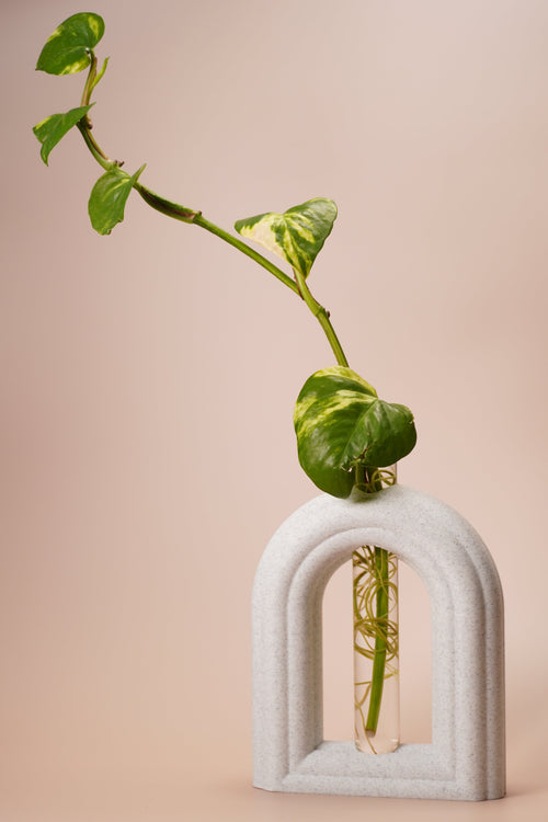 Stem & Bud Propagation Holder