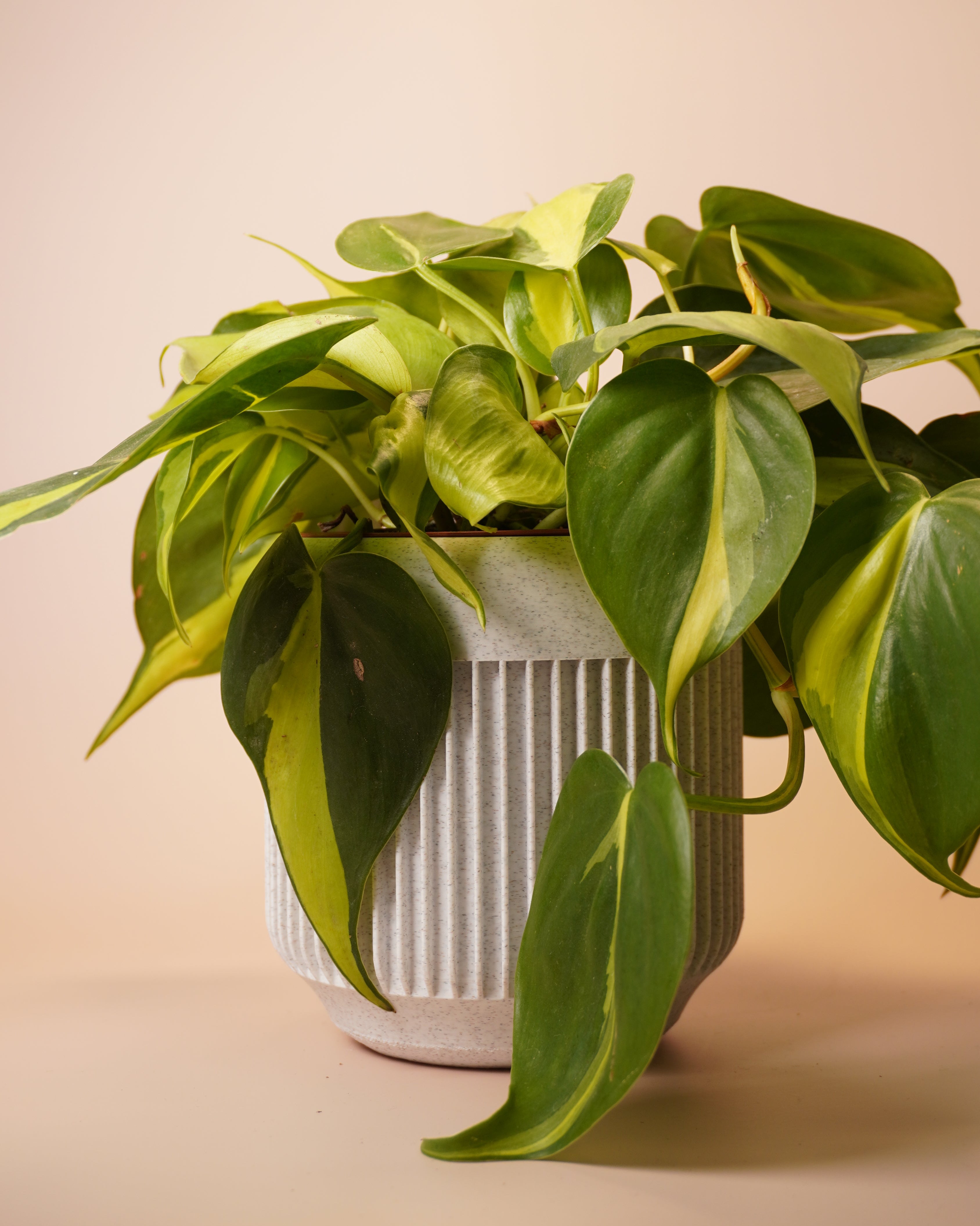 Minimalist Plant Pot